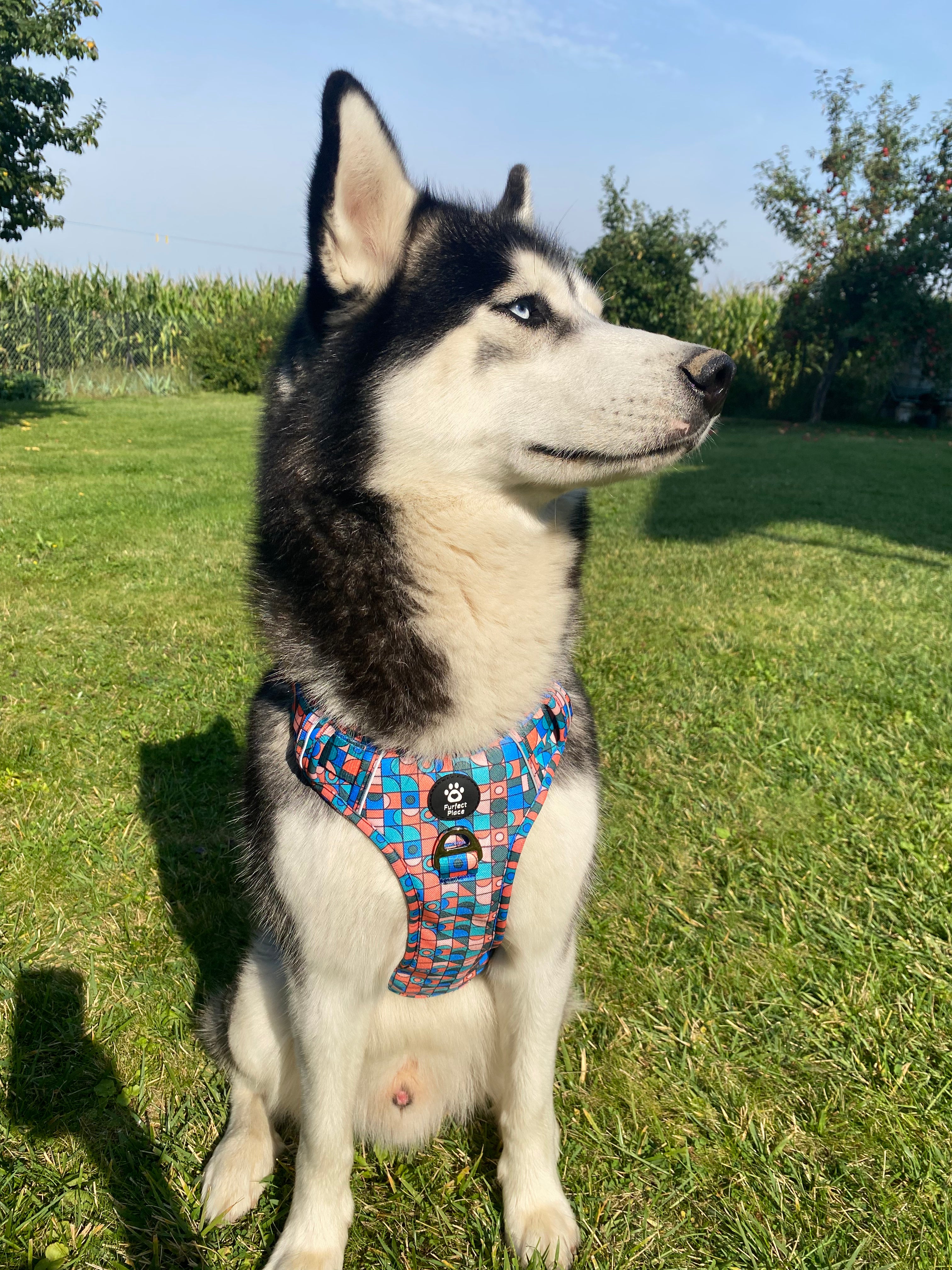 Reflective No Pull Dog Harness